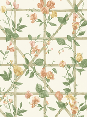 Sweetpea Garden Vines Wallpaper Orange Cream